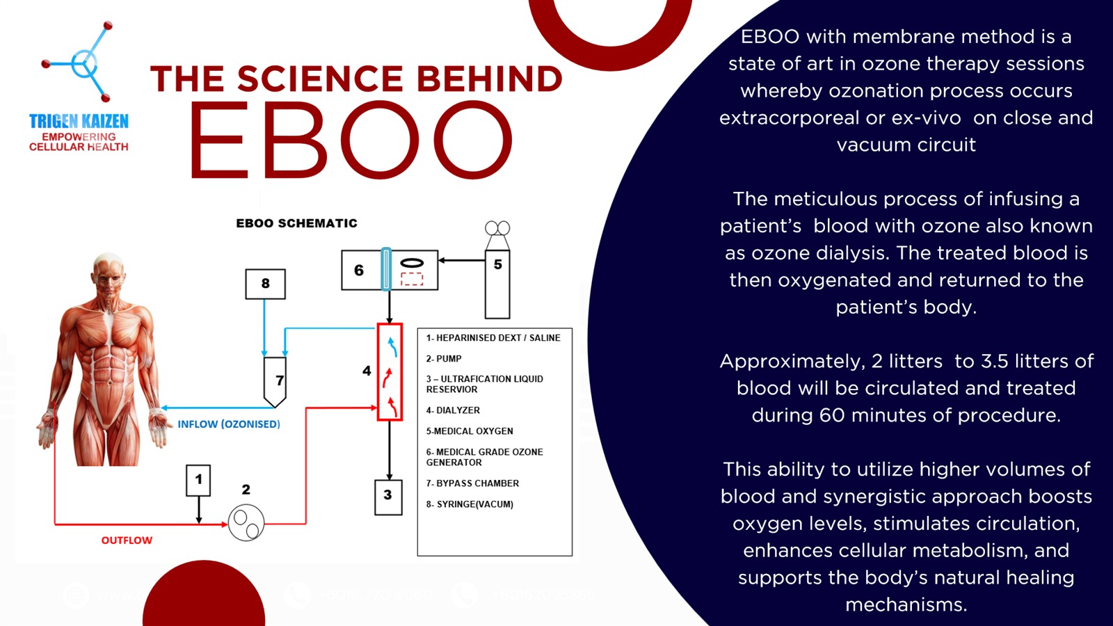 The science behind EBOO — schematic and ozone dialysis process