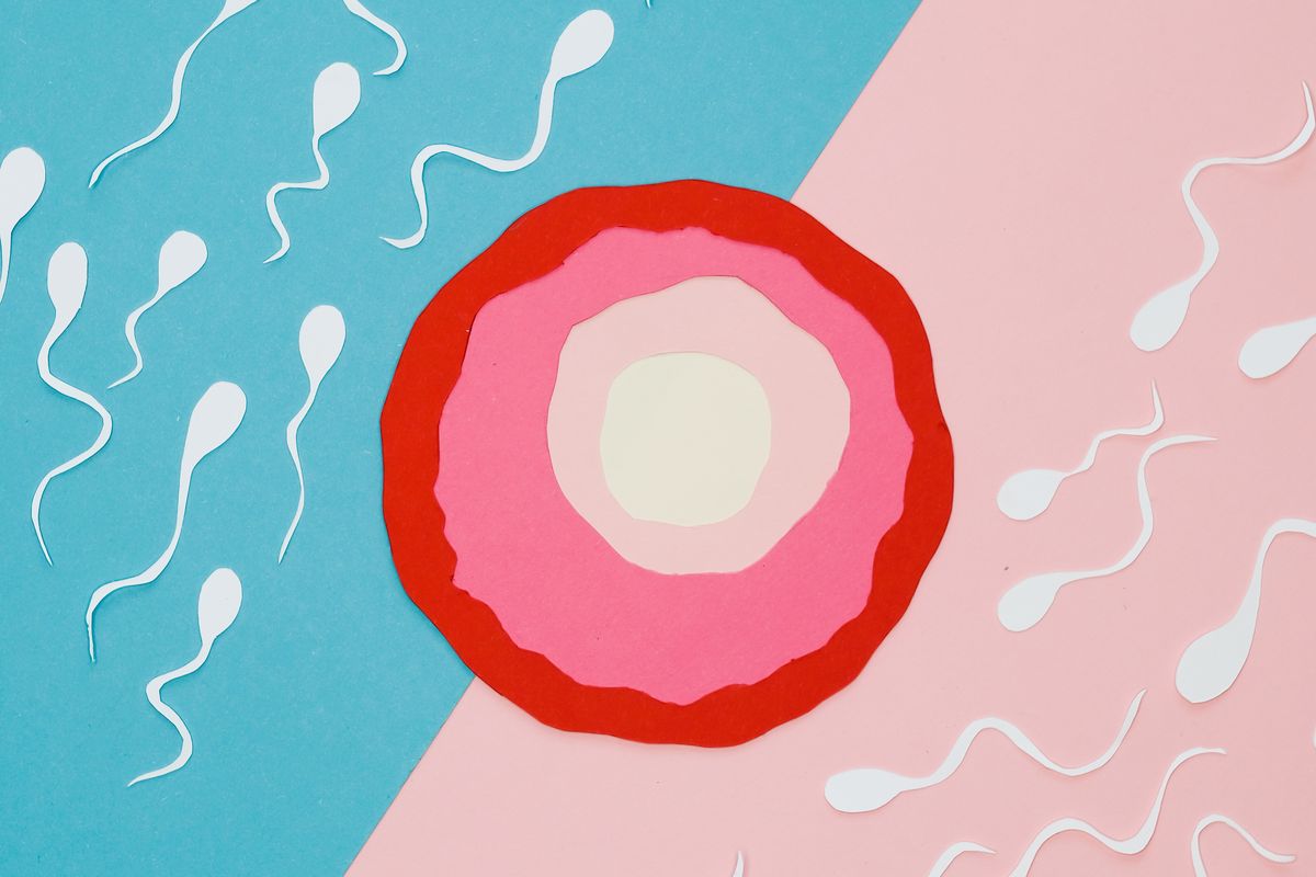 Male Fertility Support