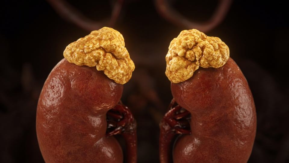 Adrenal and Cortisol Context